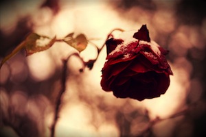 picture of a sick rose